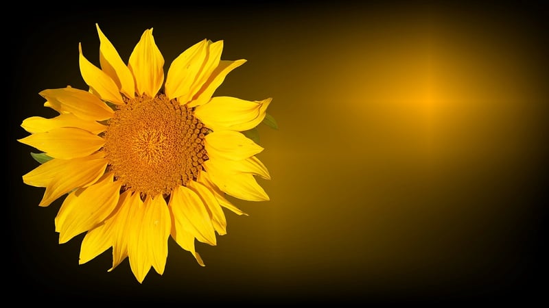 Sun salutations